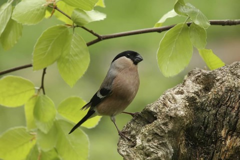 Eurasian Bullfinch (Pyrrhula pyrrhula) female, Saxony-Anhalt, Germany