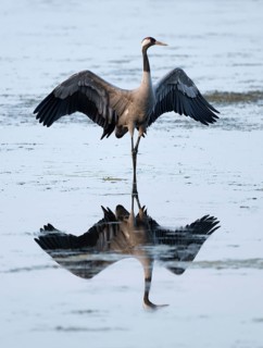 Crane (Grus grus) standing with open wings in the shallow water zone of a lake, reflection in the