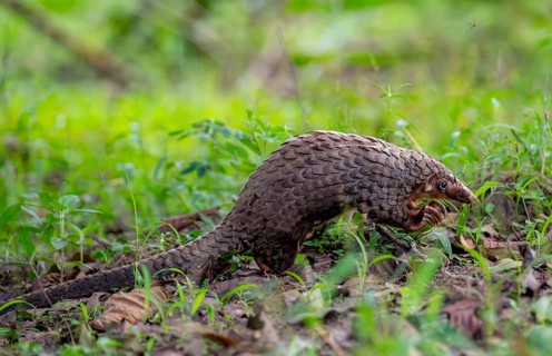 Pangolin in the grass on the ground, White-bellied pangolin (Phataginus tricuspis, Manis