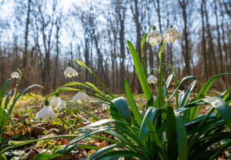 Spring snowflake (Leucojum vernum), blooming, backlit, Thuringia, Germany