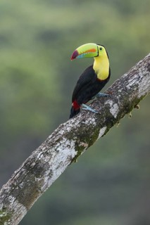 Keel-billed Toucan (Ramphastos sulfuratus), Costa Rica