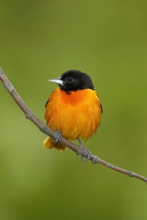 Baltimore Oriole (Icterus galbula), Ohio, USA