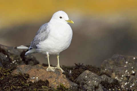 Mew Gull (Larus canus brachyrhynchus), British Columbia, Canada