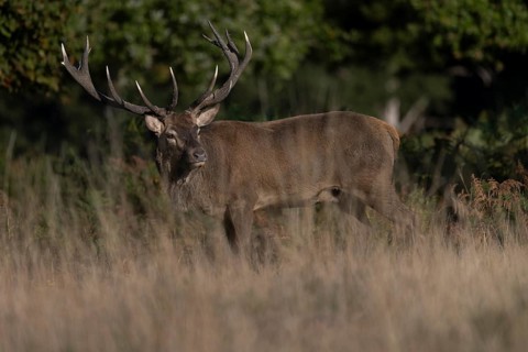 Red deer at the rutting 2025, London, Great Britain