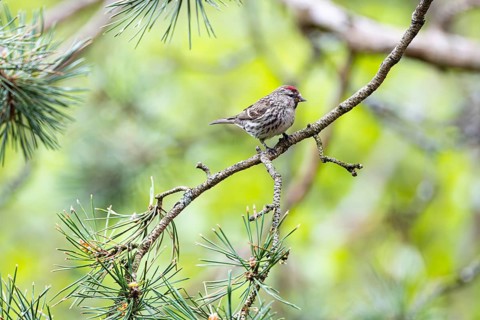 Redpoll (Acanthis flammea) female sitting on a branch, Inari, Lapland, Finland