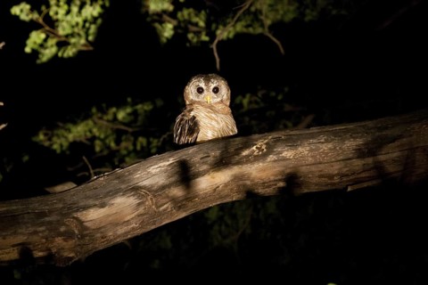 African Wood Owl (Strix woodfordii), Okavango-Delta, Botswana