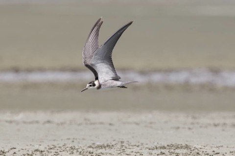 Black Tern (Chlidonias niger) flying, California, USA