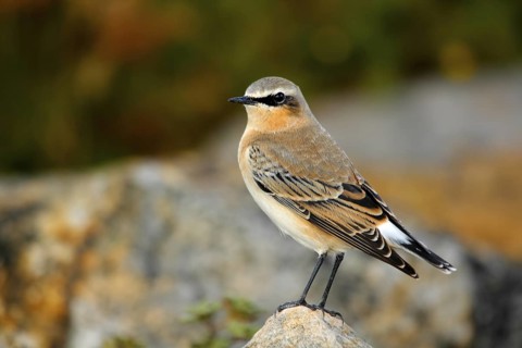 Northern Wheatear (Oenanthe oenanthe) juvenile, Andalusia, Spain