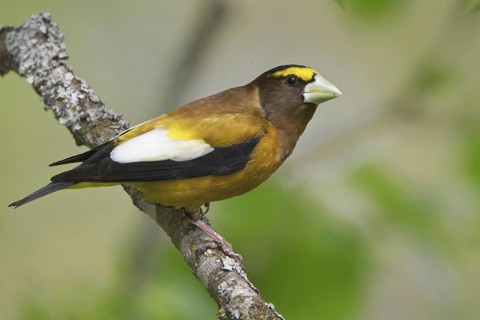 Evening Grosbeak (Hesperiphona vespertina) male, British Columbia, Canada