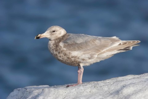 Glaucous-winged Gull Larus glaucescens Homer, Alaska, United States February Second winter plumage.