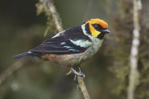 Flame-faced Tanager (Tangara parzudakii), Pichincha, Ecuador