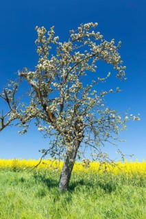 Blossoming old apple tree (malus), behind it a rape field (brassica napus) in bloom, near Maxen,