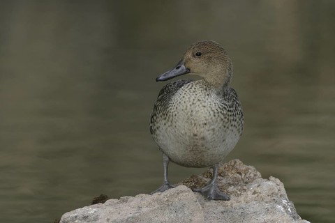 Northern Pintail (Anas acuta) female, Arizona, USA