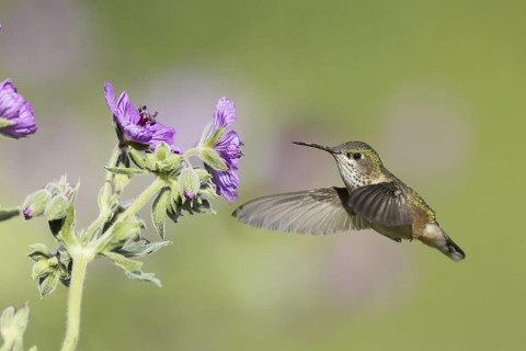 Calliope Hummingbird (Selasphorus calliope) flying, Montana, USA