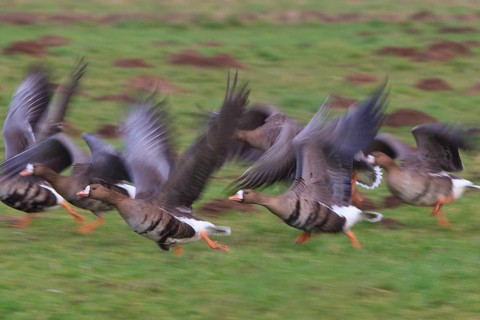 Greater White-fronted Goose (Anser albifrons) flying, North Rhine-Westphalia, Germany
