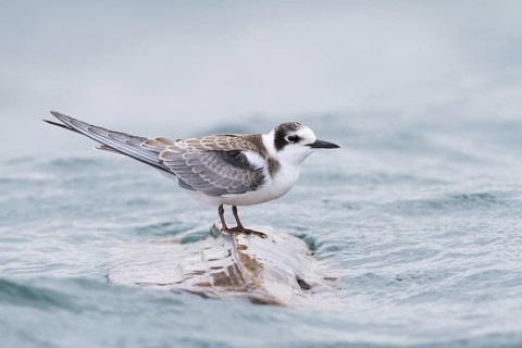Black Tern (Chlidonias niger), Baden-Wuerttemberg, Germany