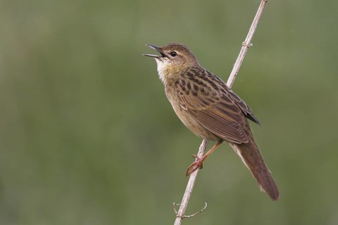 Common Grasshopper Warbler (Locustella naevia) singing, Brandenburg, Germany