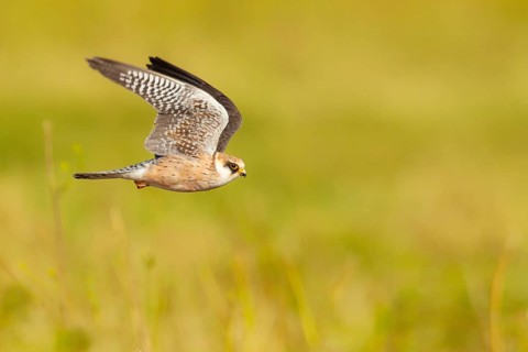 Red-footed Falcon (Falco vespertinus) female flying, Lisbon, Portugal