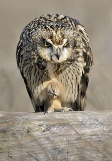 Short-eared Owl (Asio flammeus), British Columbia, Canada