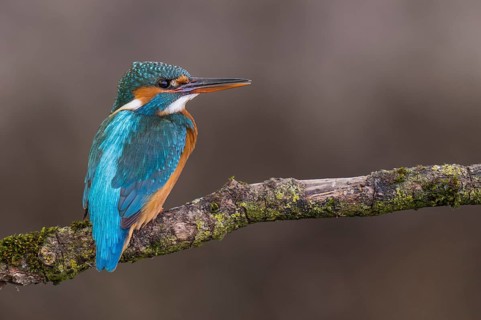Common Kingfisher (Alcedo atthis) female perched on a branch, Lower Saxony, Germany