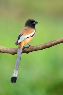 Rufous Treepie (Dendrocitta vagabunda) perched on a branch, Kerala, India