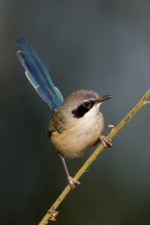 Purple-crowned Fairywren (Malurus coronatus) male, Western Australia, Australia