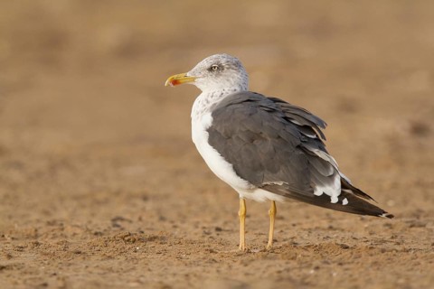 Lesser Black-backed Gull (Larus fuscus), Morocco