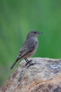 Rusty-tailed Wheatear, (Oenanthe familiaris), adult, alert, Mountain Zebra National Park, South