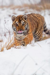 One young Siberian Tiger, Panthera tigris altaica, running over snowy meadow with dense fog in the