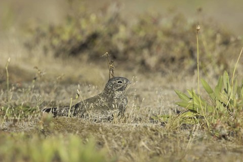 Common Nighthawk (Chordeiles minor), British Columbia, Canada