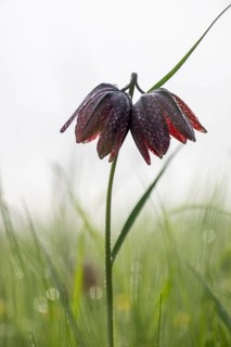 Chequerboard flowers (Fritillaria meleagris), Lower Saxony, Germany