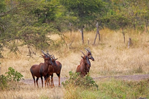 Serengeti Topis (Damaliscus korrigum jimela), antelopes, Akagera National Park or Kagera National