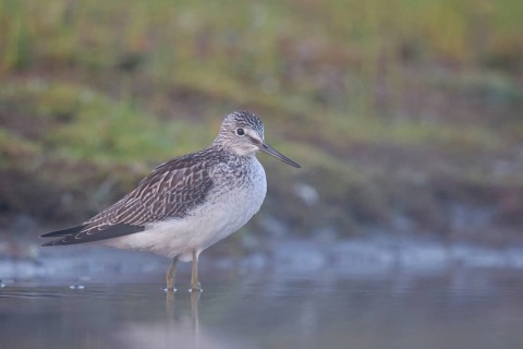 Common Greenshank (Tringa nebularia), North Rhine-Westphalia, Germany