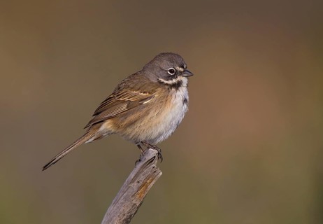 Bell's Sparrow (Artemisiospiza belli), California, USA