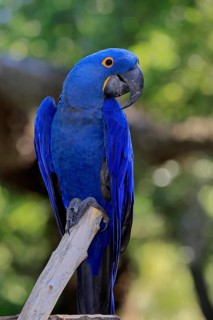 Hyacinth Macaw (Anodorhynchus hyacinthinus), adult on wait, Pantanal, Brazil, South America