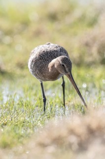 Black-tailed godwit (Limosa limosa), Lower Saxony, Germany