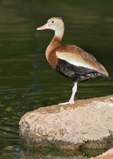 Black-bellied Whistling Duck (Dendrocygna autumnalis), Arizona, USA