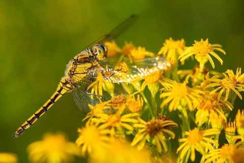 Marsh dragonfly (Sympetrum depressiusculum), Ahlhorn, Lower Saxony, Germany