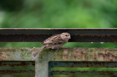 A house sparrow (Passer domesticus), Gazipur, Bangladesh
