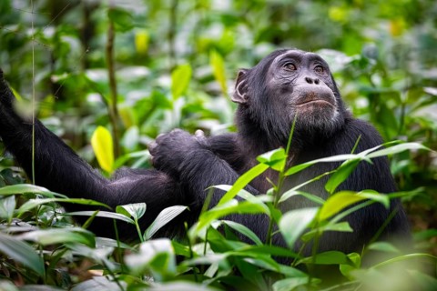 Animal portrait, chimpanzee (Pan Troglodytes) looking longingly, hopeful, adult male between leaves