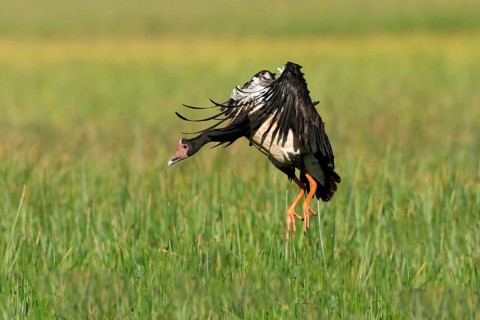 Magpie Goose (Anseranas semipalmata) landing, Queensland, Australia