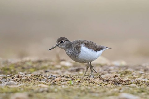 Common Sandpiper (Actitis hypoleucos), North Rhine-Westphalia, Germany