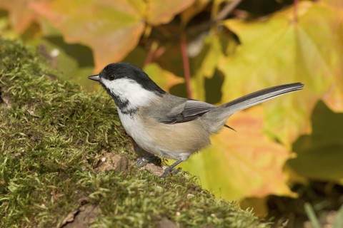 Black-capped Chickadee Poecile atricapilla Duluth, Minnesota, United States 2 October Adult Paridae