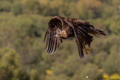 Golden eagle (Aquila chrysaetos), in flight, Andalusia, Spain