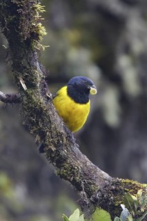 Black-chested Mountain Tanager (Buthraupis eximia), Ecuador