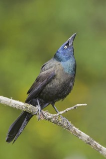 Common Grackle (Quiscalus quiscula), Ontario, Canada