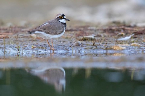 Little Ringed Plover (Charadrius dubius) male, North Rhine-Westphalia, Germany
