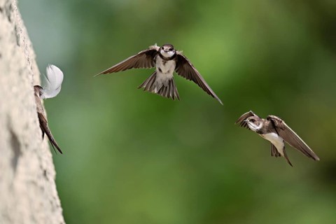 Sand martins (Riparia riparia), in flight, Reussegg nature reserve, Canton Aargau, Switzerland