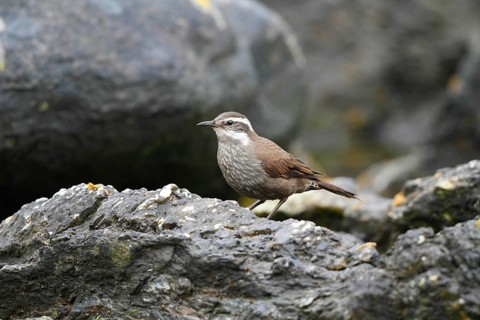 Dark-bellied Cinclodes (Cinclodes patagonicus), Tierra del Fuego, Argentina
