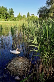 Mute swan (Cygnus olor), male swimming in front of nest with four eggs, Cham, Lake Zug, Canton Zug,